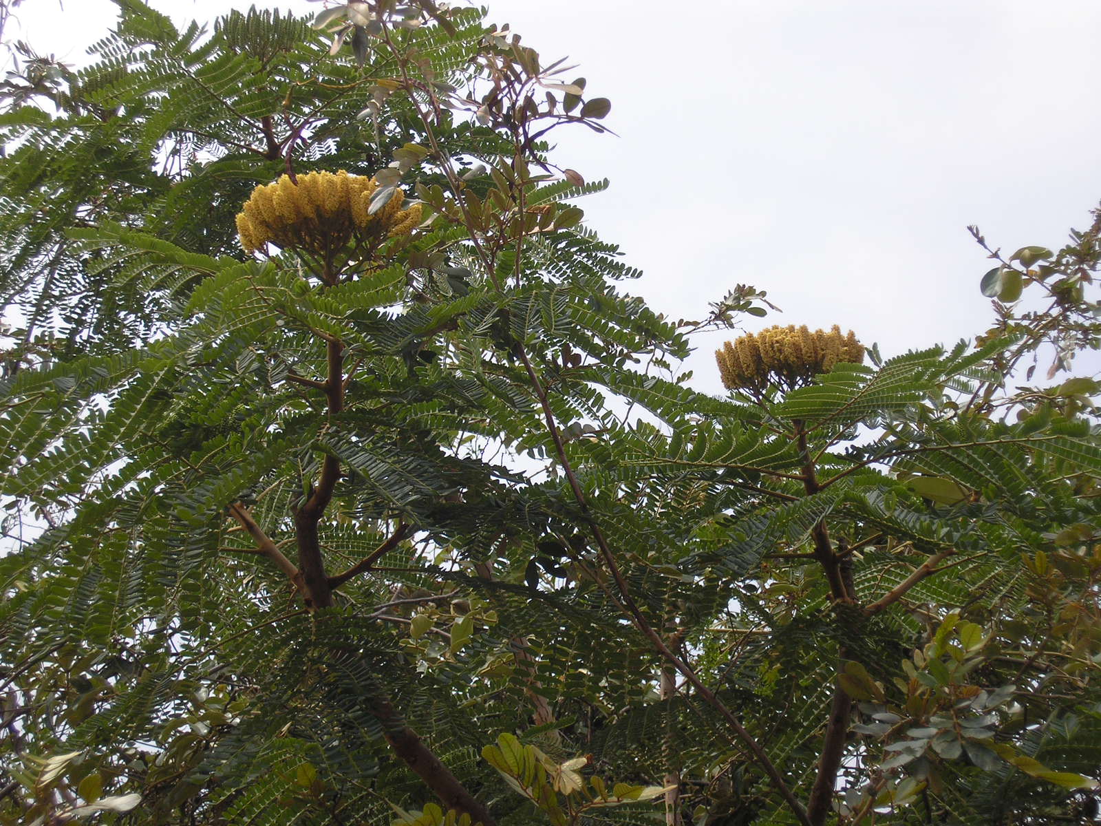 Image by Denis A. C. Conrado - Own work, Attribution, https://commons.wikimedia.org/w/index.php?curid=3249611