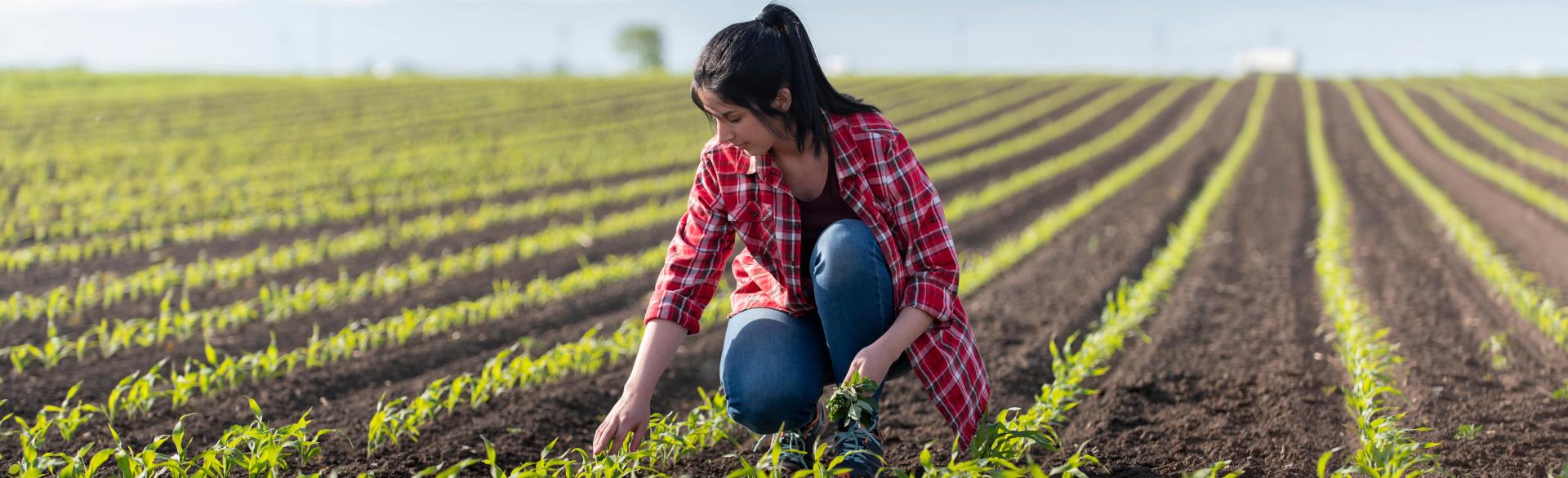 Plant Nutrition - Women checking plants on farm