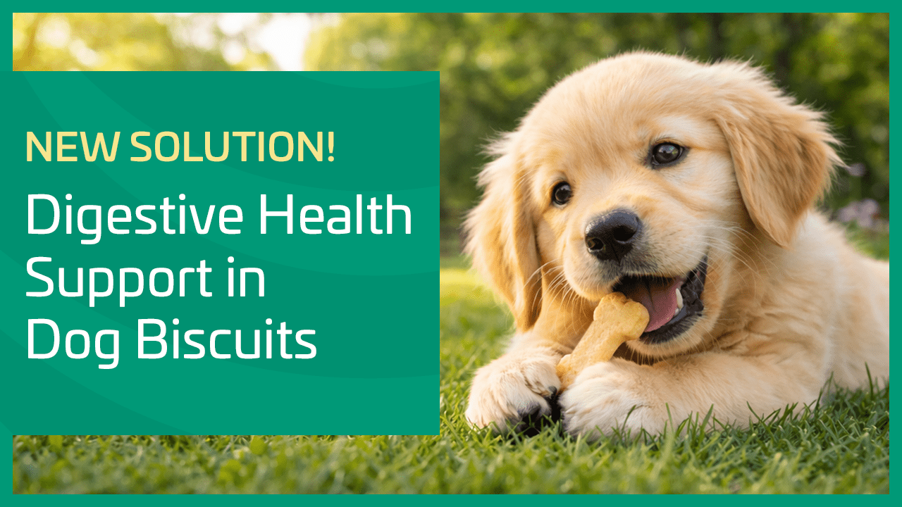 Golden retriever puppy chewing a biscuit on grass with promotional text about digestive health dog treats.